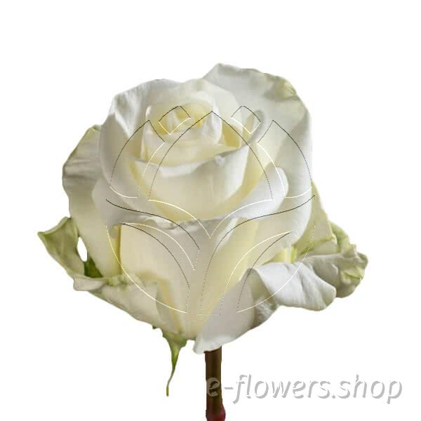 Buy wholesale fresh cut white roses; A1