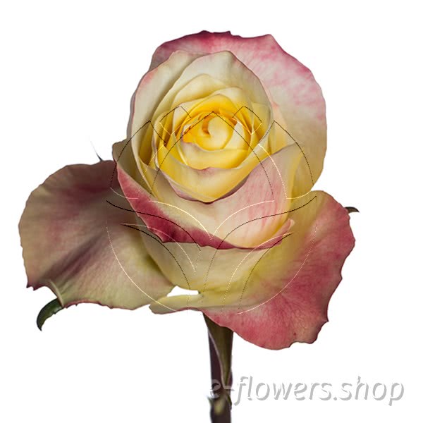 tea hybrid roses variety.