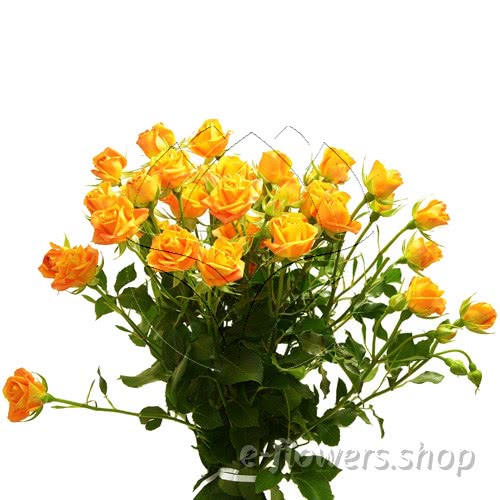 Buy wholesale fresh cut yellow roses; Abeba