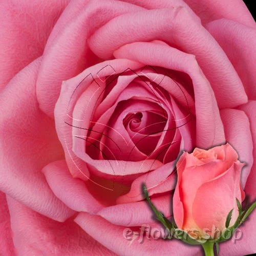 Buy wholesale fresh cut pink roses; Ace pink