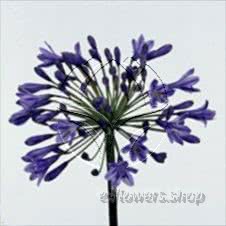 Buy wholesale fresh cut blue fillers; Agapanthus intermedius