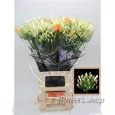 Buy wholesale fresh cut white fillers and foliages; Agapanthus White