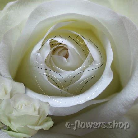 Buy wholesale fresh cut white roses; Alba