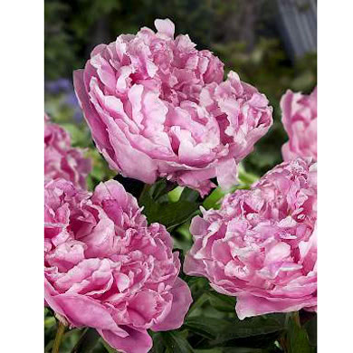 Buy wholesale fresh cut pink peonies; Alexander fleming
