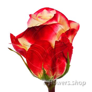 Buy wholesale fresh cut bi-color roses; Alison
