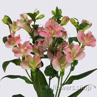 Buy wholesale fresh cut pink lilies; Alstroemeria Florinca Charmelia