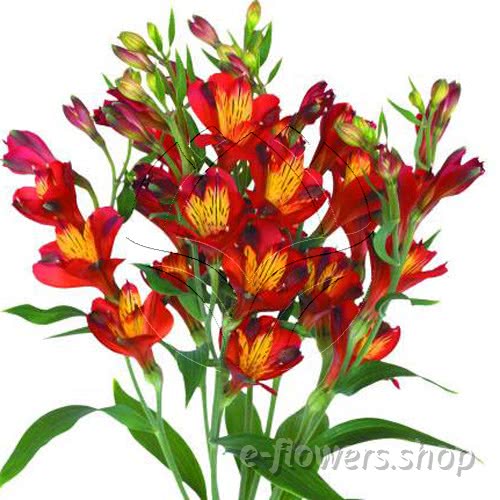 Buy wholesale fresh cut red lilies; Alstroemeria Florinca Dynamite