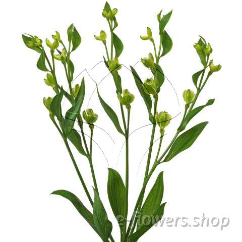 Buy wholesale fresh cut green lilies; Alstroemeria Florinca Funk