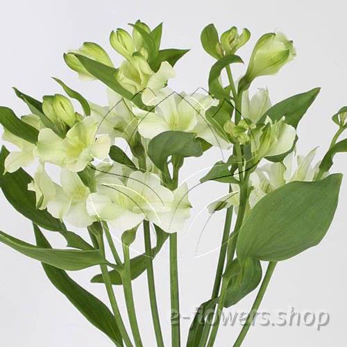 Buy wholesale fresh cut white lilies; Alstroemeria Florinca Paradiso