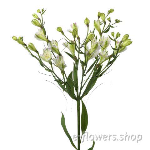 Buy wholesale fresh cut white lilies; Alstroemeria Florinca Vogue