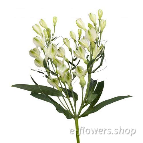 Buy wholesale fresh cut white lilies; Alstroemeria Florinca White Pearls