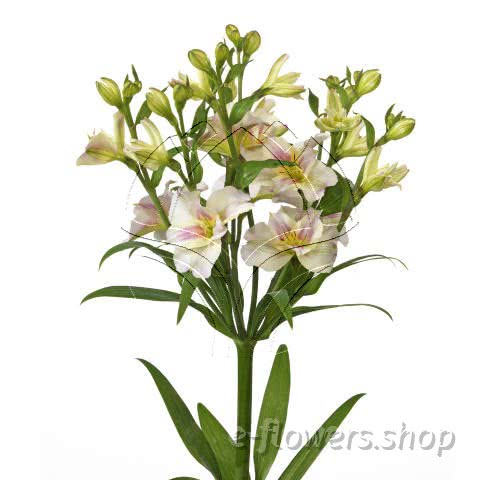 Buy wholesale fresh cut bi-colour lilies; Alstroemeria Florinca ballet
