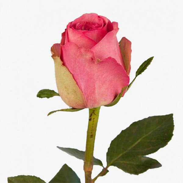 Buy wholesale fresh cut bi-color roses; Altavista