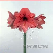Buy wholesale fresh cut pink fillers; Amaryllis Desire