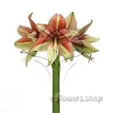 Buy wholesale fresh cut pink fillers; Amaryllis Fledermaus