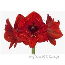Buy wholesale fresh cut red fillers; Amaryllis Red Lion