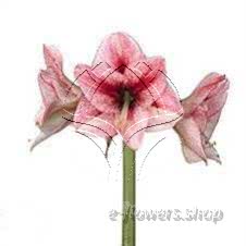 Buy wholesale fresh cut pink fillers; Amaryllis Reve
