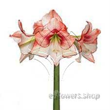 Buy wholesale fresh cut pink fillers; Amaryllis Showmaster