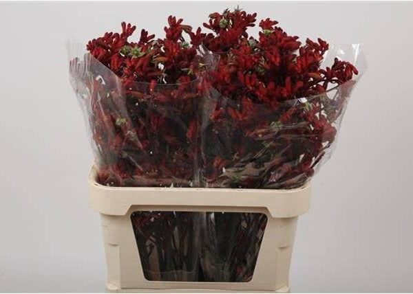 Buy wholesale fresh cut red fillers; Anigozanthos (Kangaroo Paw) early spring