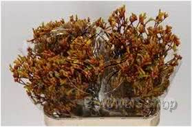 Buy wholesale fresh cut bi-color fillers; Anigozanthos (Kangaroo Paw) gold fever