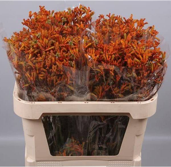 Buy wholesale fresh cut orange fillers; Anigozanthos (Kangaroo Paw) orange