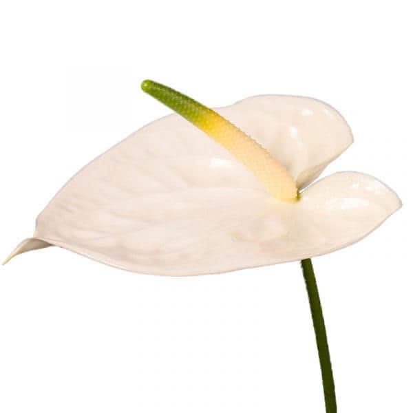 Buy wholesale fresh cut white tropical flowers; Anthurium adina