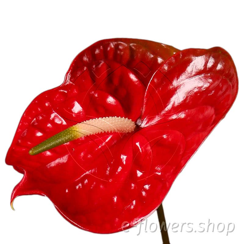 Anthurium calisto