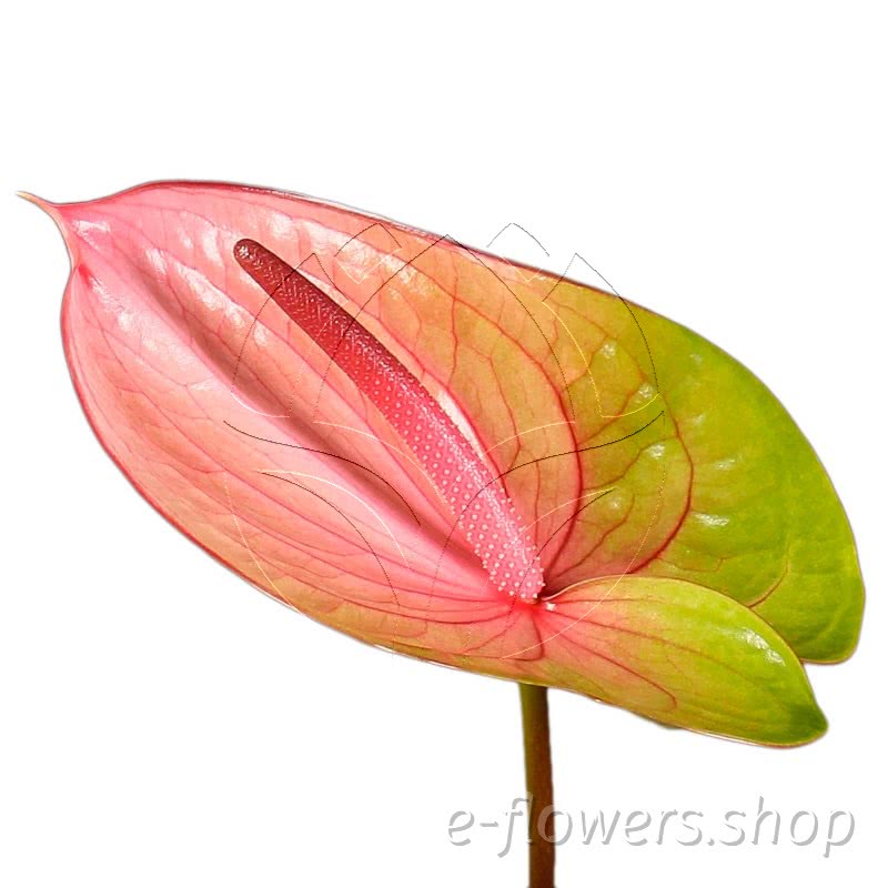 Anthurium danielle