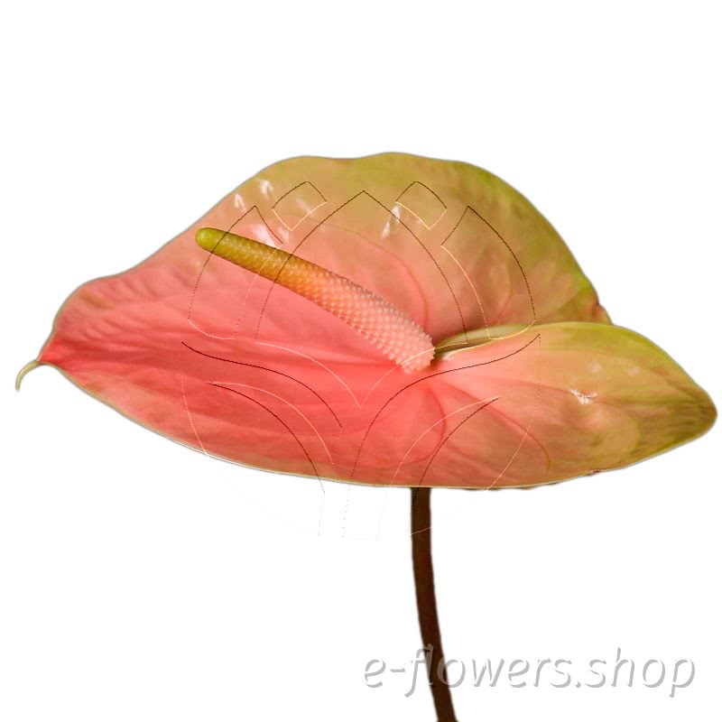 Anthurium gabriella
