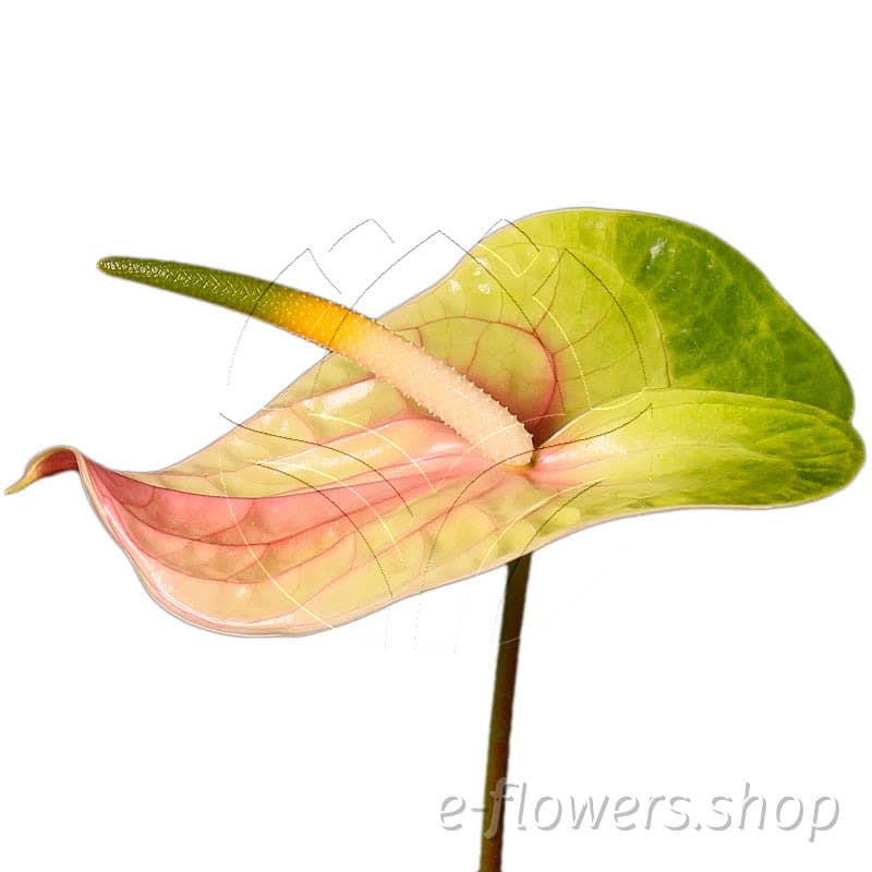 Anthurium lucardi