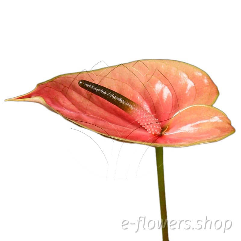 Anthurium meander
