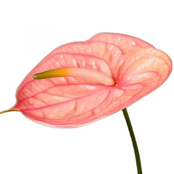Buy wholesale fresh tropical flowers pink anthuriums; Anthurium Nunzia