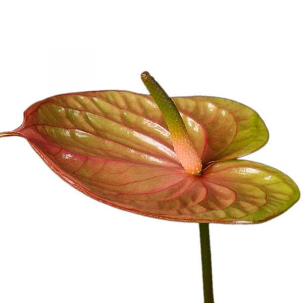 Buy wholesale fresh cut bi-color anthuriums; Anthurium paradise