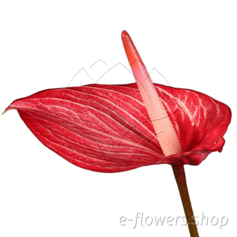 Anthurium singita