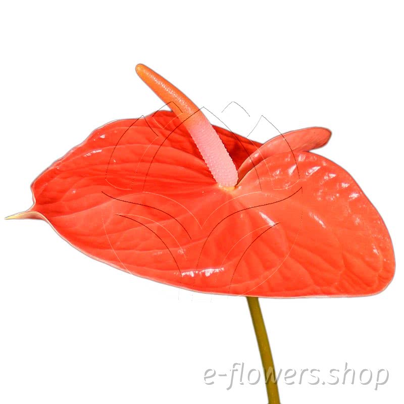 Anthurium summer