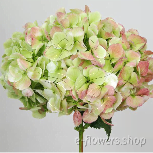 Buy wholesale fresh cut green fillers