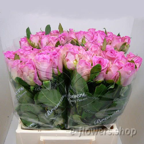 Buy wholesale fresh cut pink roses; Aqua