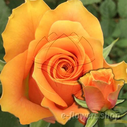 Buy wholesale fresh cut orange roses; Arancio