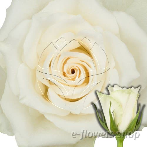 Buy wholesale fresh cut white roses; Athena