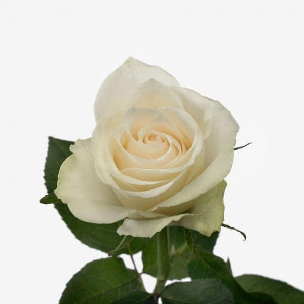 Buy wholesale fresh cut white roses; Athena