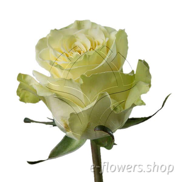 Buy wholesale fresh cut white colour roses; Athena
