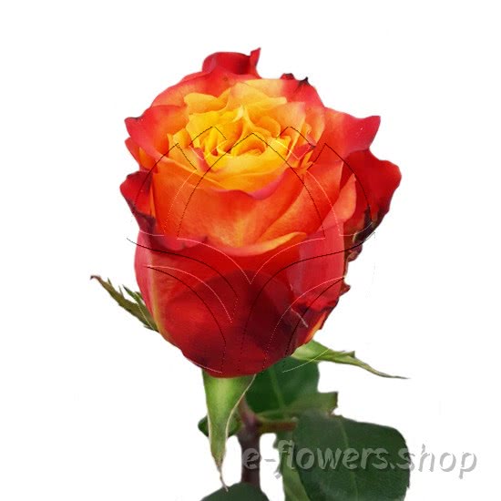 Buy wholesale fresh cut bi-color roses; Atomic