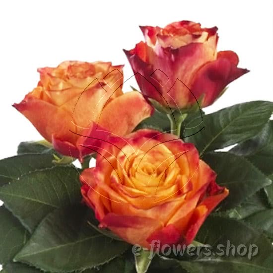 premium roses