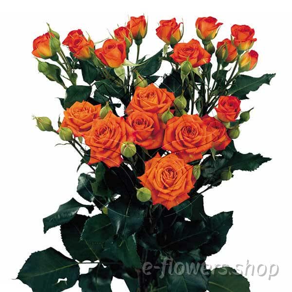 Buy wholesale fresh cut orange roses; Babe orange babe