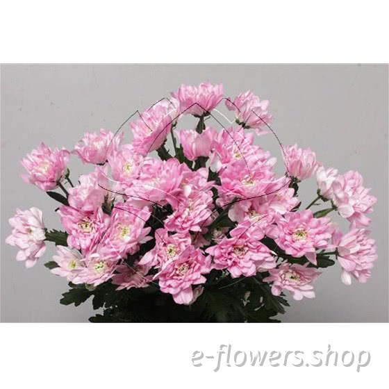 Buy wholesale fresh cut pink chrysanthemum; Baltica