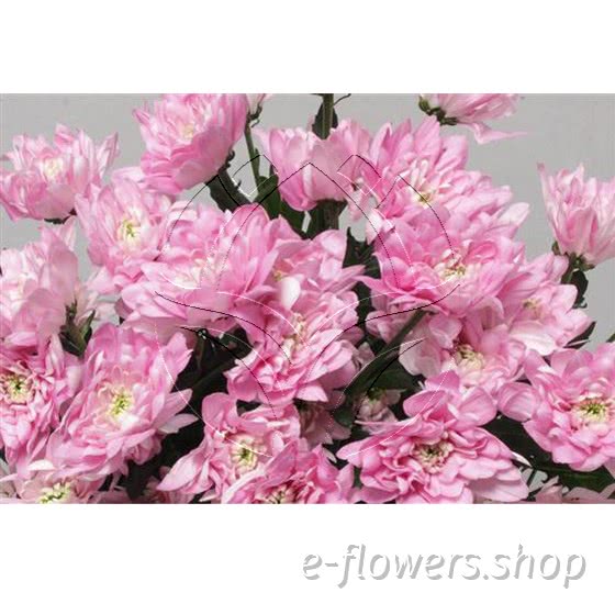 spray chrysanthemum (pompoms).