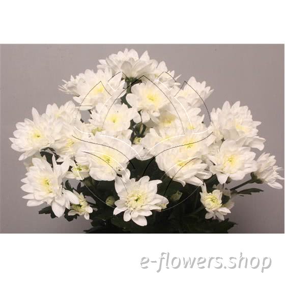 Buy wholesale fresh cut white chrysanthemum; Batilca