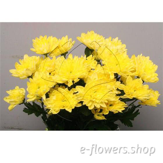 Buy wholesale fresh cut yellow chrysanthemum; Baltica