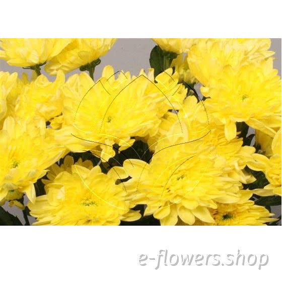 spray chrysanthemum(pompoms).