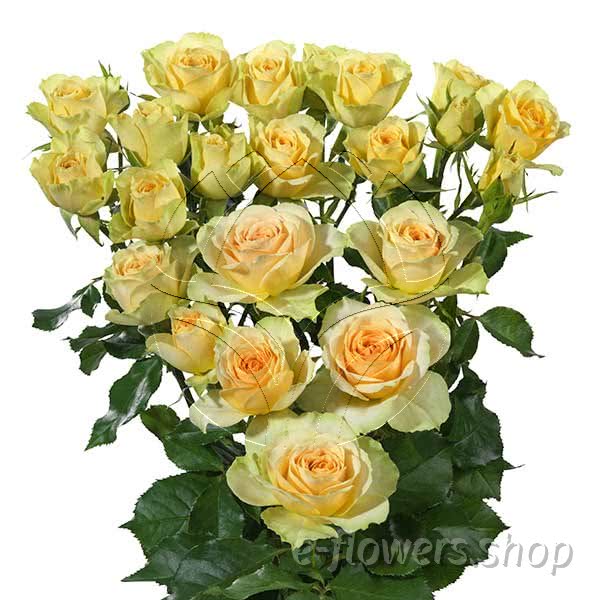 Buy wholesale fresh cut bi-colour roses; Bandolero